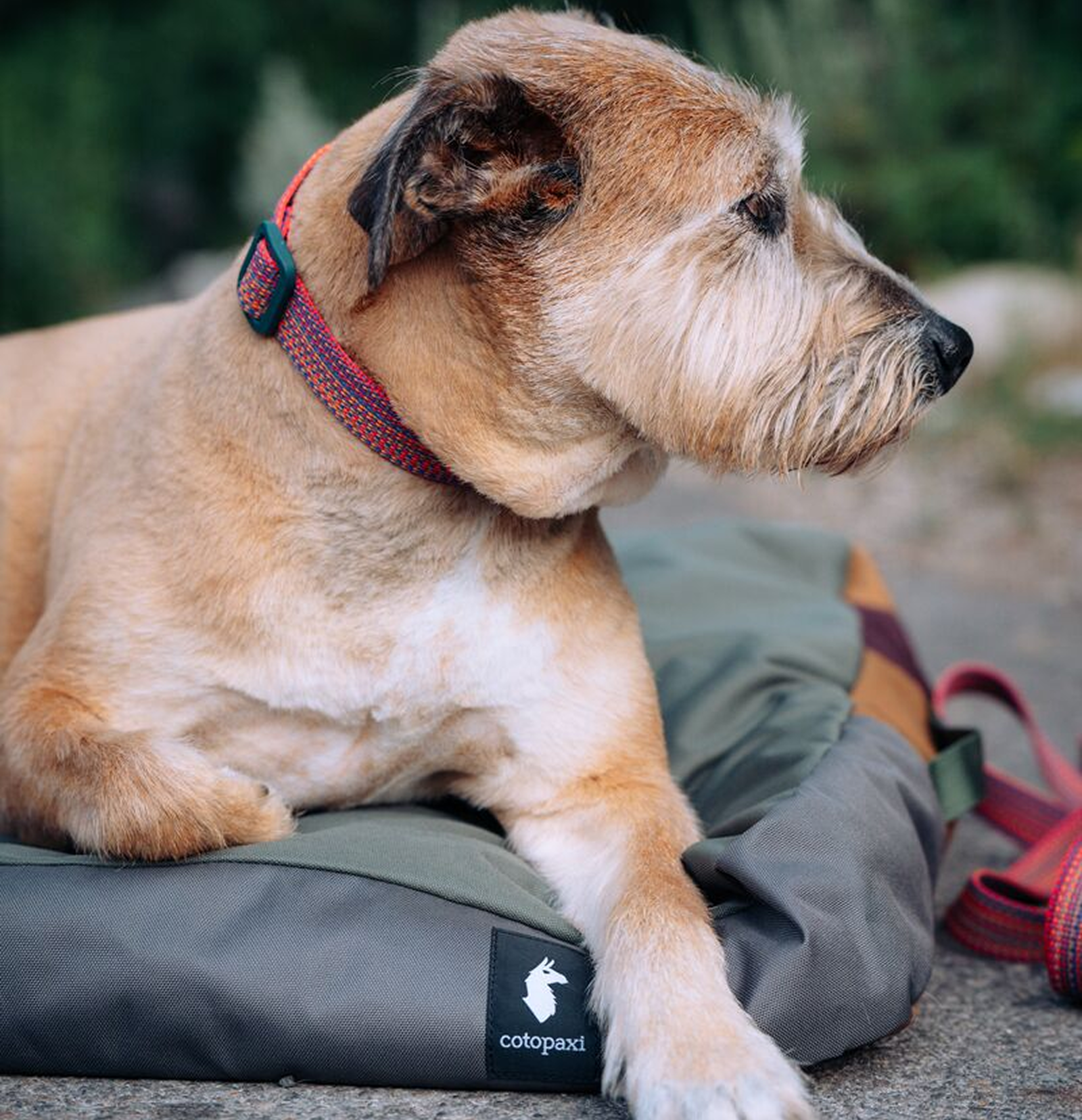 Del Dia Dog Bed - Versatile Outdoor Use